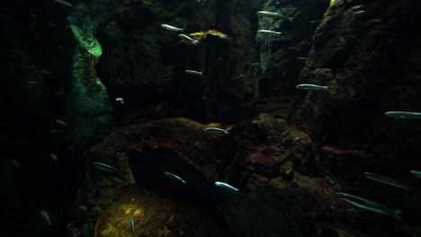 fish swimming together in a serene underwater scene