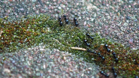 les fourmis passent activement par le sol de galets en marchant