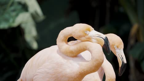 grooming flamingo shows its highly flexible neck