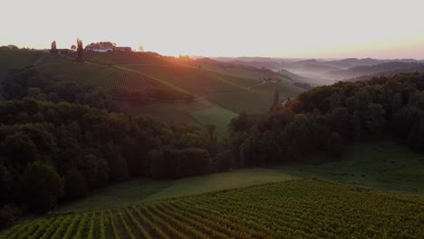 Weinrebenfeld-In-Der-Steiermark,-Österreich,-Filmischer-Drohnenschuss