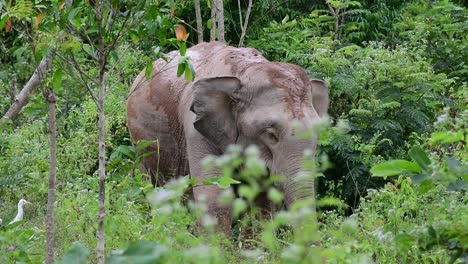 Los-Elefantes-Asiáticos-Son-Especies-En-Peligro-De-Extinción-Y-También-Son-Residentes-De-Tailandia