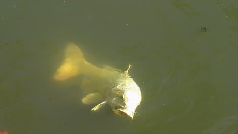 pale koi  swims in pond