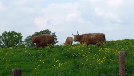 a herd of highland cattle with big horns and shaggy coats feeding in green grass field with yellow buttercup flowers in rural countryside