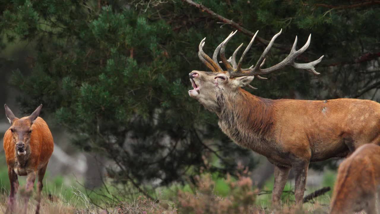el ciervo rojo masculino sigue a la hembra durante la temporada de rotación, en busca de pareja, telefotografía de seguimiento