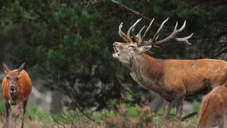 el ciervo rojo masculino sigue a la hembra durante la temporada de rotación, en busca de pareja, telefotografía de seguimiento