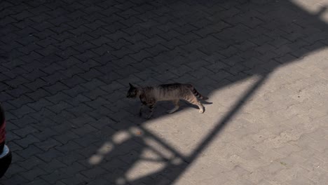 cat walking on the street, georgia