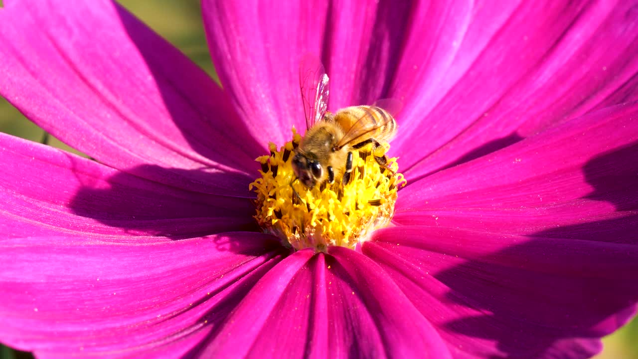 abeja voladora cubierta de polen recogiendo néctar en flor
