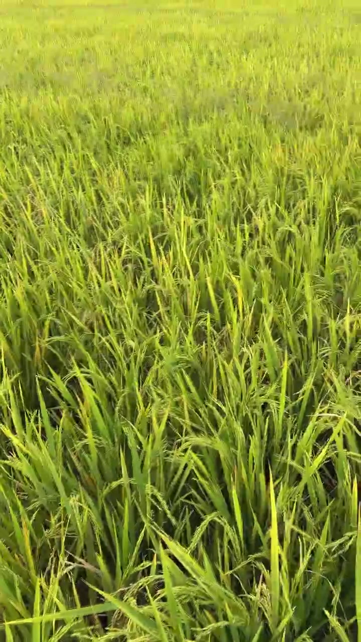 Risaia verde che ondeggia al vento