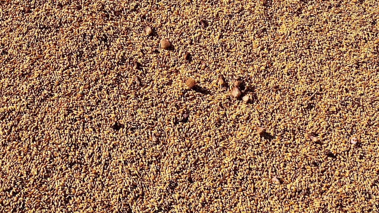 Crop cereal grain wheat bio soil farmland agriculture