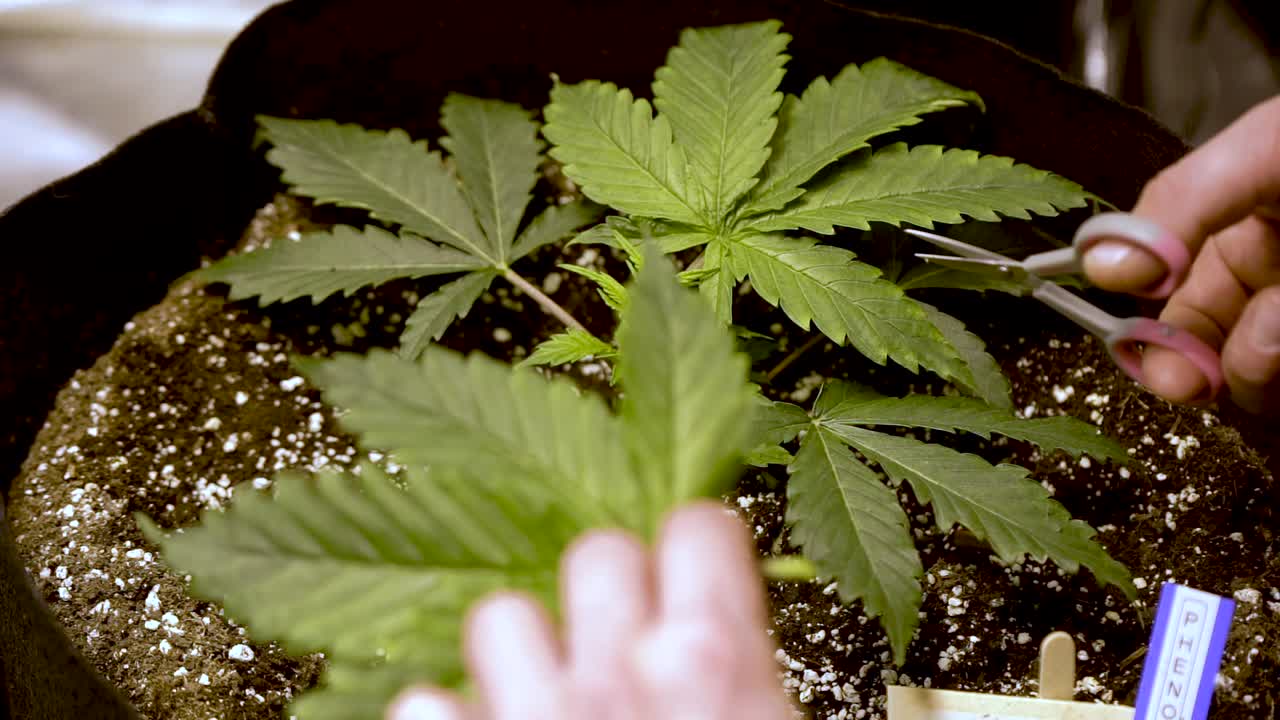 가위로 냄비에 마리화나의 신선한 녹색 잎을 절단