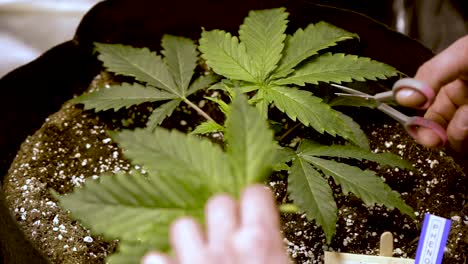 cortar hojas verdes frescas de marihuana en una olla con tijeras