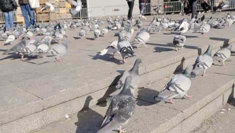 pigeons on steps