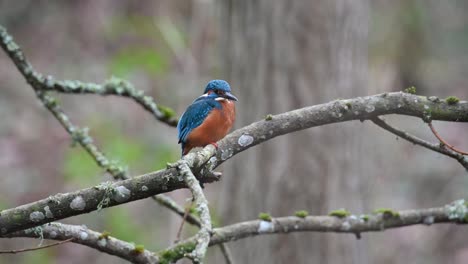 Beautiful-male-kingfisher-Alcedo-atthis-perched-on-a-branch-hunting-for-fish