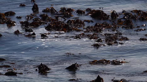 Kelp-forest-along-the-Cape-Coast