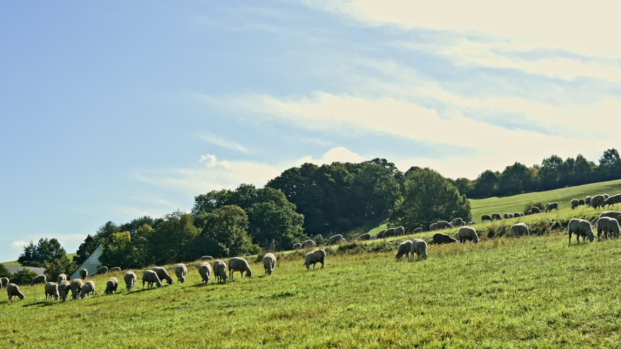 Rolling green fields host a peaceful gathering of grazing sheep under a bright sunny sky in the countryside