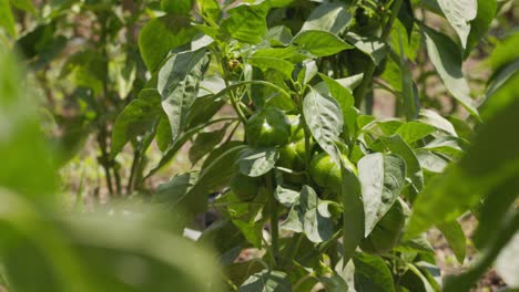 una planta de pimienta se encuentra en el viento esperando que las frutas estén maduras