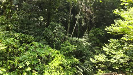 Increíble-Vuelo-De-Drones-En-Medio-De-La-Jungla