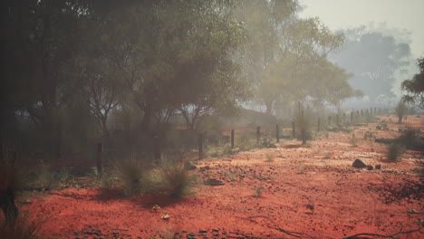 a misty forest scene in australia, with red dirt and sparse vegetation
