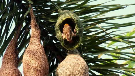 Pájaros-Tejedores-Construyendo-Un-Nido-En-Un-árbol