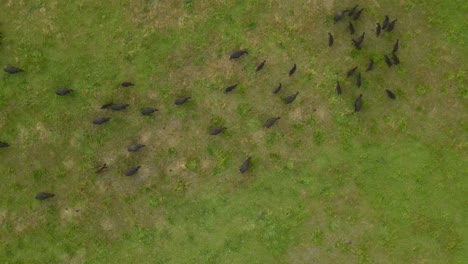 herd of black cows grazing on meadow field during sunset on countryside farm in margaret river, western australia