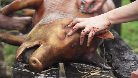 carniceros limpiando la piel quemada y el polvo del cadáver de cerdo en una mesa rural - cerrar