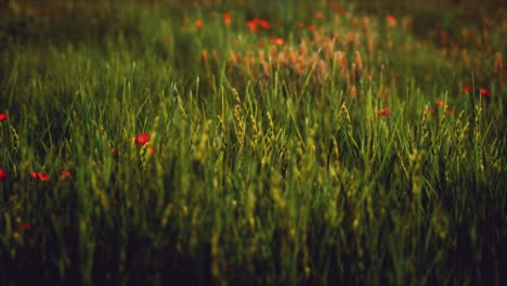 field with green grass and wild flowers at sunset