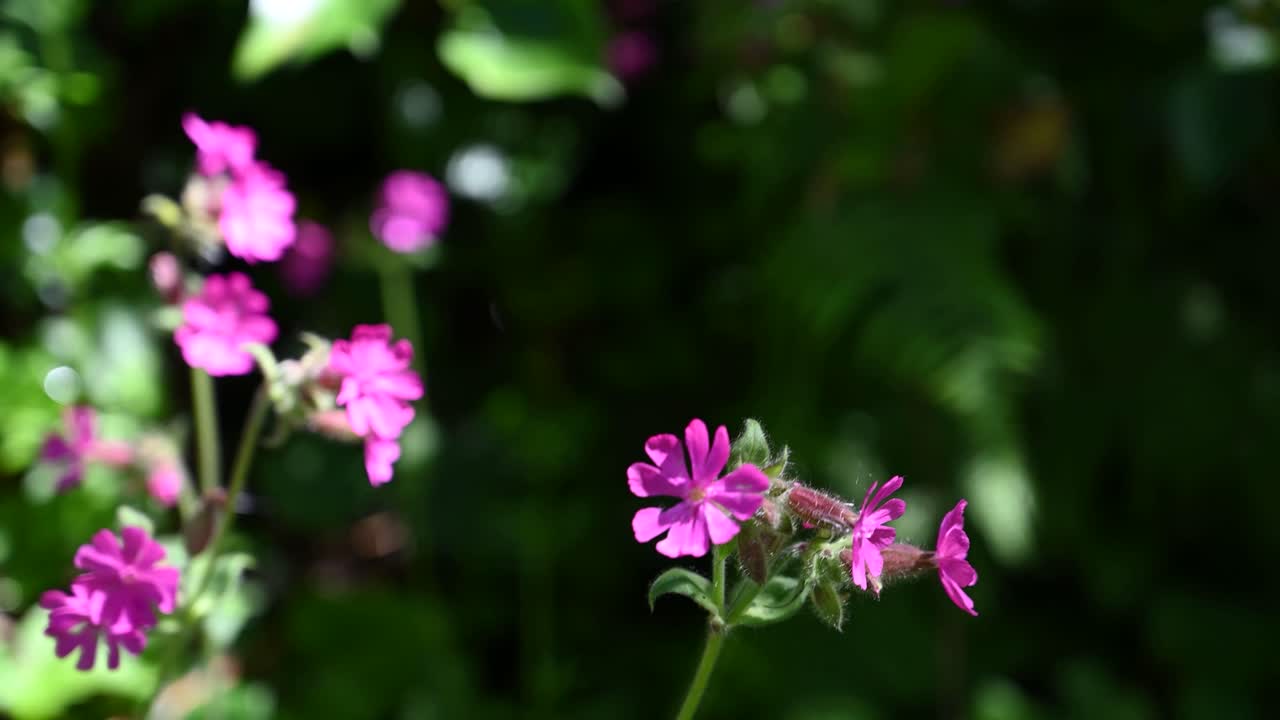 Bright pink wild flower in gentle breeze against bocca background in bright sunlight