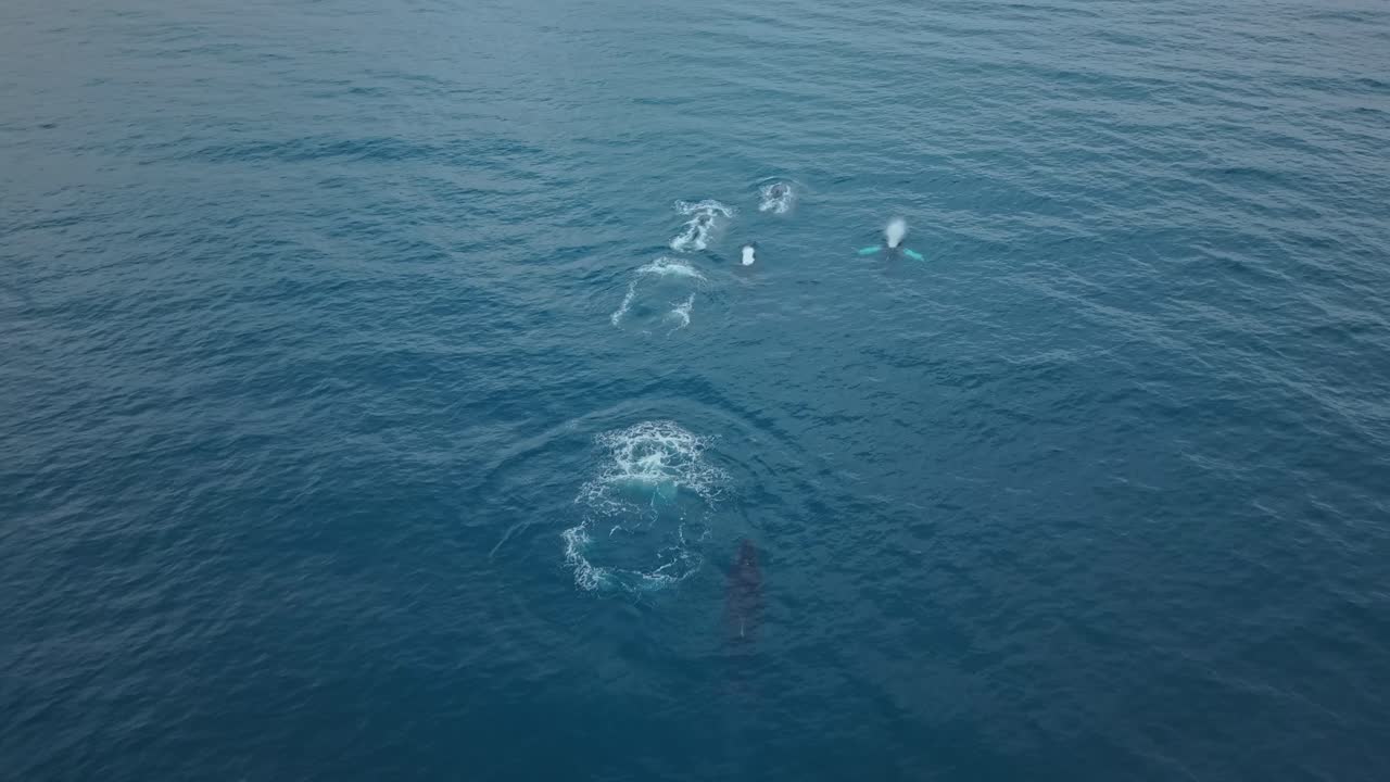 Humpback whales swim together in calm Pacific water near Ecuador coast