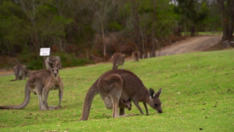 a baby joey inside it's mother pouch