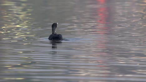 Ein-Kormoran,-Der-Im-Morgenlicht-Auf-Einem-See-Herumschwimmt