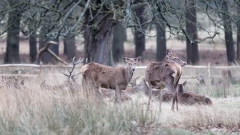 Slow-motion-static-shot-of-few-deer's-in-Richmond-park