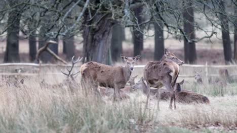 slow motion static shot of few deer's in richmond park