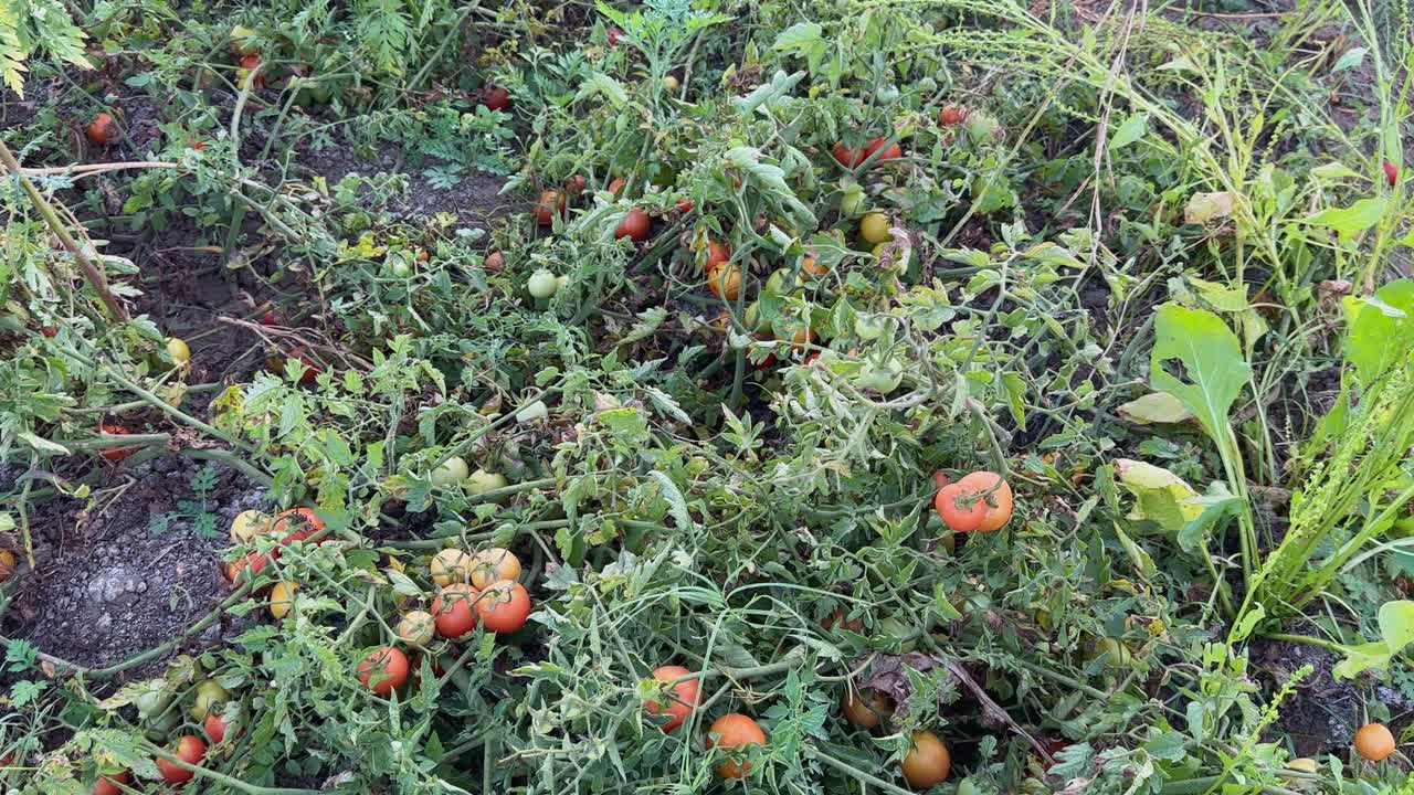 closeup of tomatos plant growing in the farm without any support in india