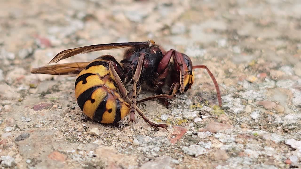Avispón europeo moviendo sus patas y abdomen en sus últimos momentos de vida sobre un suelo de hormigón
