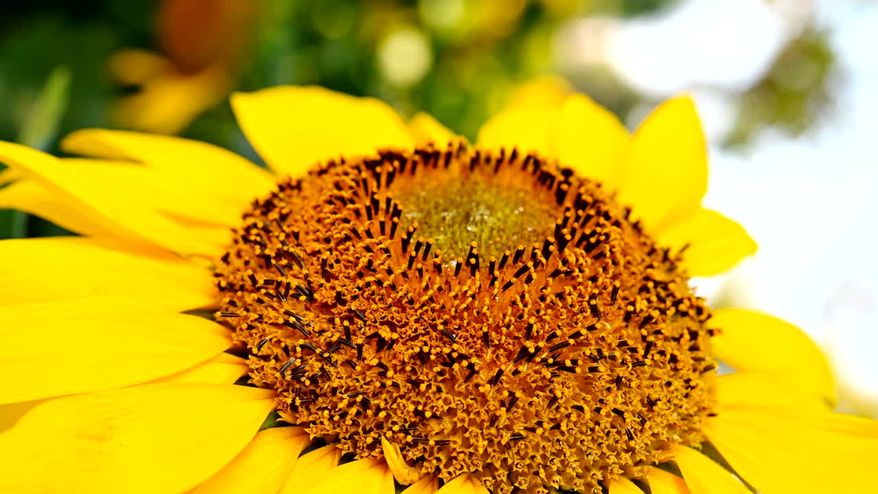 빛 아침에 선플라워 필드 가까이에, 수직 구성을 얻기 위해 시계 방향으로 90도 회전하십시오.