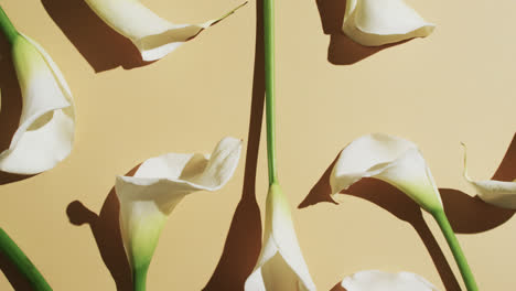 video of white kalia flowers with copy space on yellow background