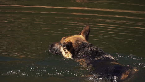 Perro-Pastor-Alemán-Nadando-En-El-Lago-De-Cristal-En-Cámara-Lenta