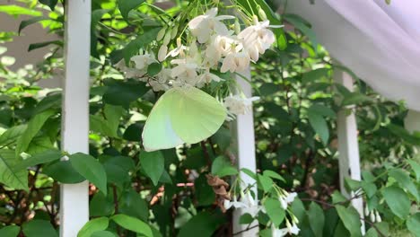 泰國的可愛花植物,有香味的白色花朵 - 中等射擊