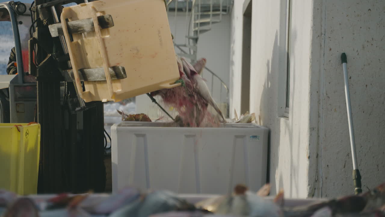 Forklift Transferring A Box Of Fish Into Cooler Box Storage At The Harbour In Tromso, Norway
