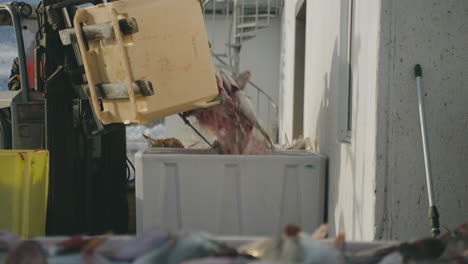 carretilla elevadora transfiriendo una caja de pescado a un refrigerador de almacenamiento en el puerto de tromso, noruega