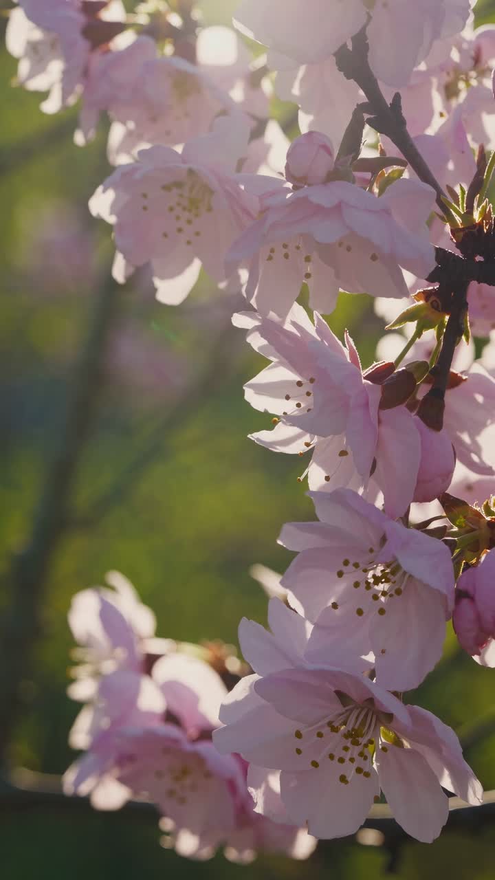 Close-up video of cherry blossoms with soft sunlight. Captured from a low angle