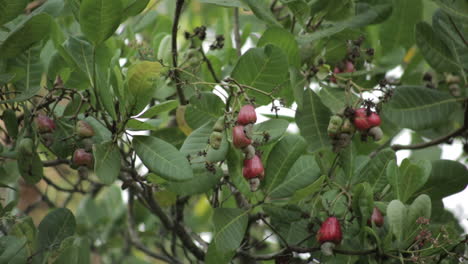 un ramo de frutos de anacardo colgando