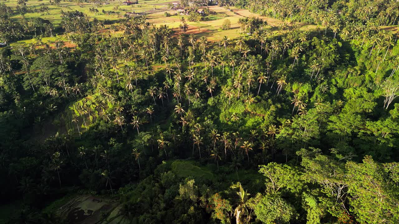 Drone aerial view of tropical rainforest valley with tall coconut palm trees and terraced rice paddies on a sunlit hillside in rural Bali Indonesia showing traditional agriculture and lush greenery