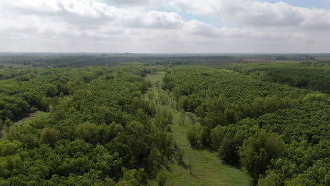 aerial view of a vast environmentally friendly green forest stretching into the distance under a cloudy sky.