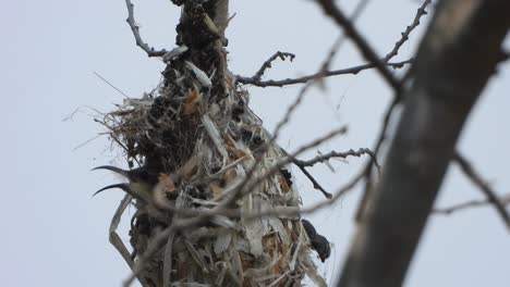 Hummingbirds-nest-.-nest-