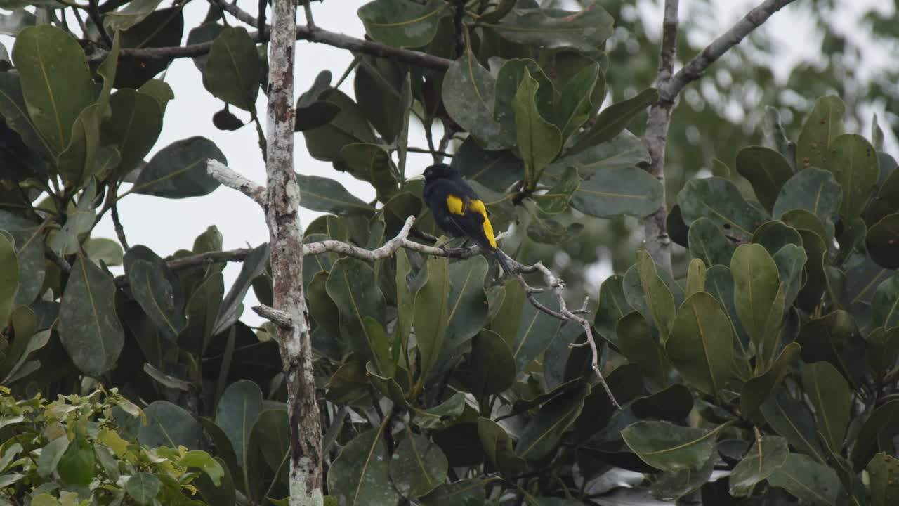 Yellow and Black Bird in a Lush Tropical Tree
