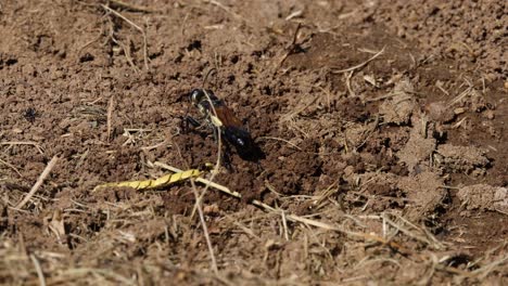 wasp excavates soil, carries it away repeatedly.