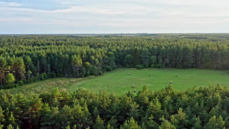 aerial flyover clearing in the forest, meadow with bales of straw - dolly shot