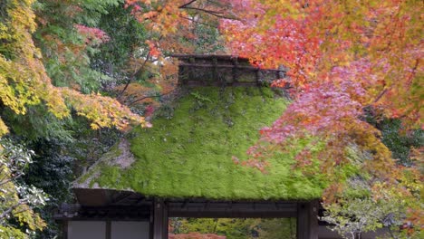 impresionante puerta de techo de paja japonesa con musgo durante los colores de otoño