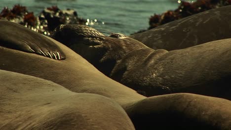 Primer-Plano-De-Las-Focas-Del-Puerto-Tomando-El-Sol-Juntos-En-Una-Playa-De-California